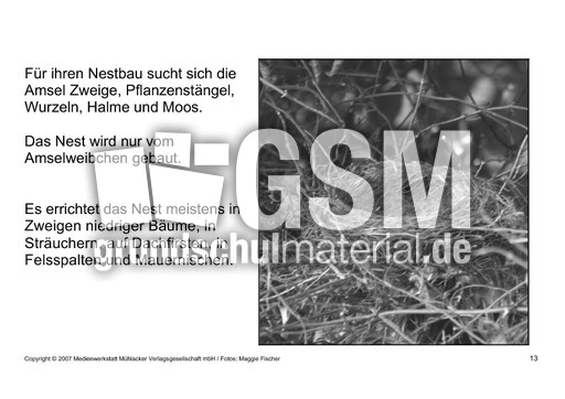 Bilderbuch-Amsel-SW-13.pdf